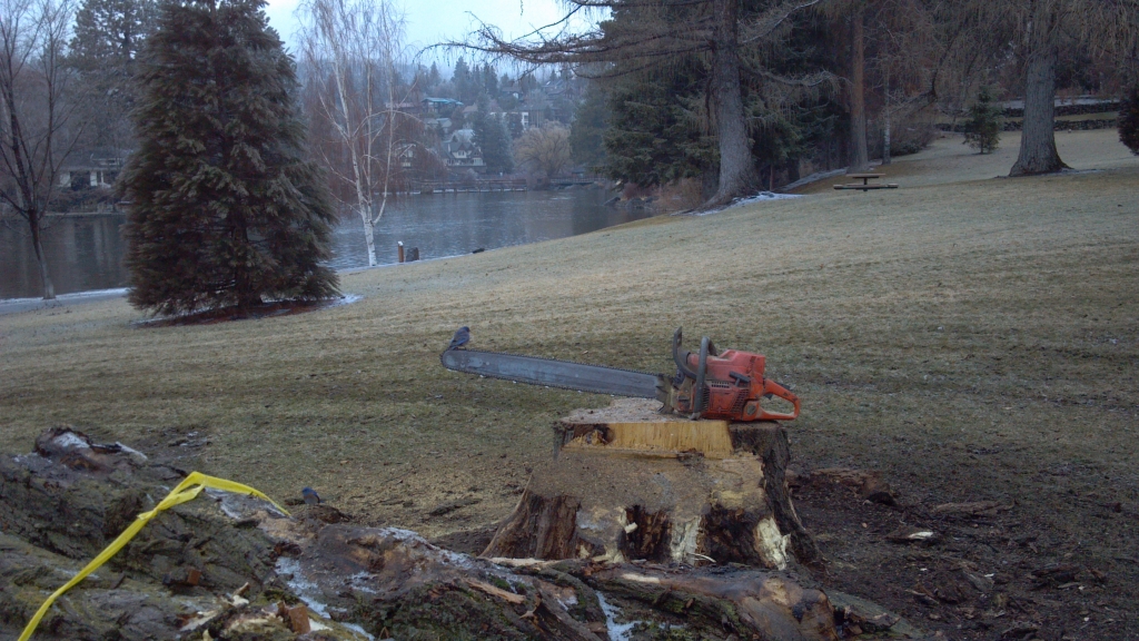 tree removal bend oregon pioneer park