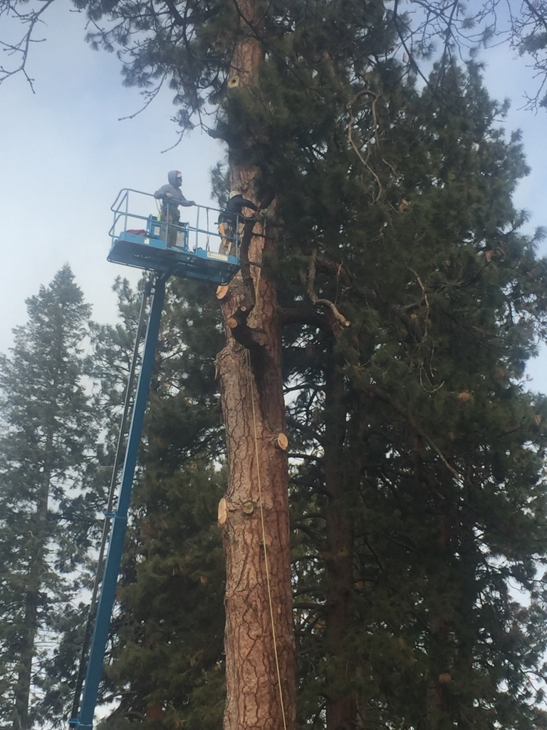 drake park tree