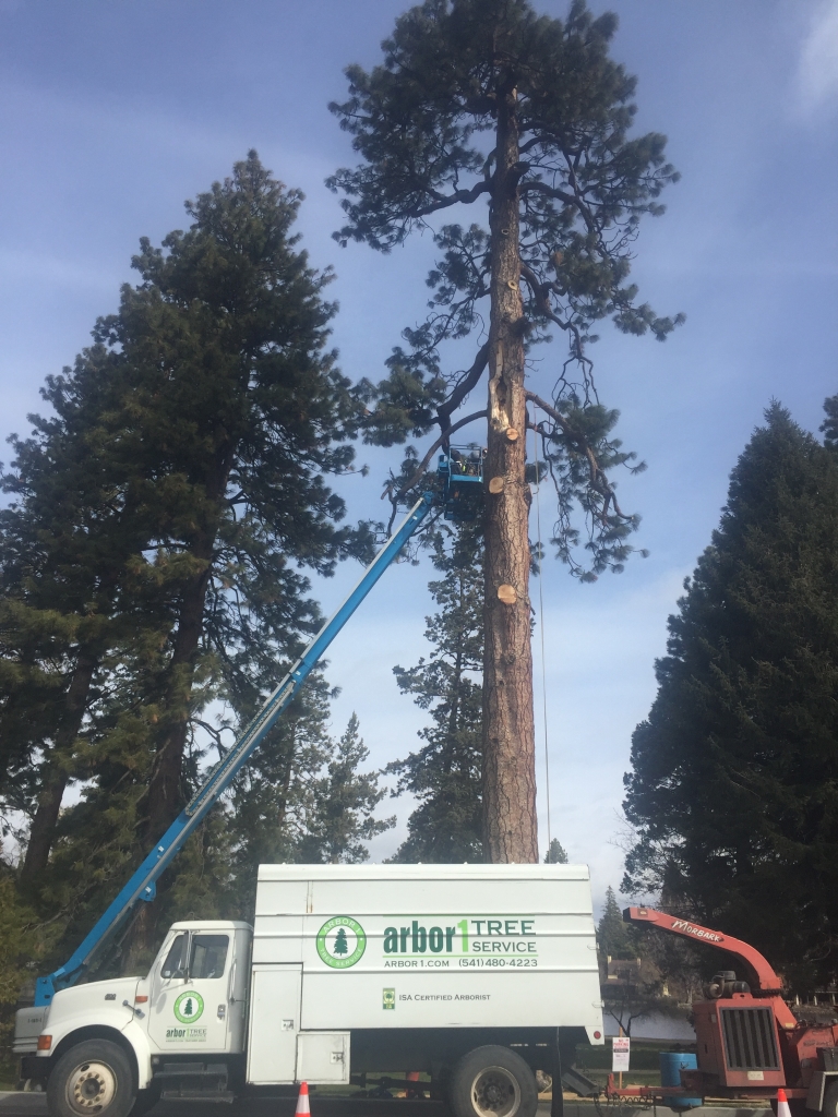 pine tree removal