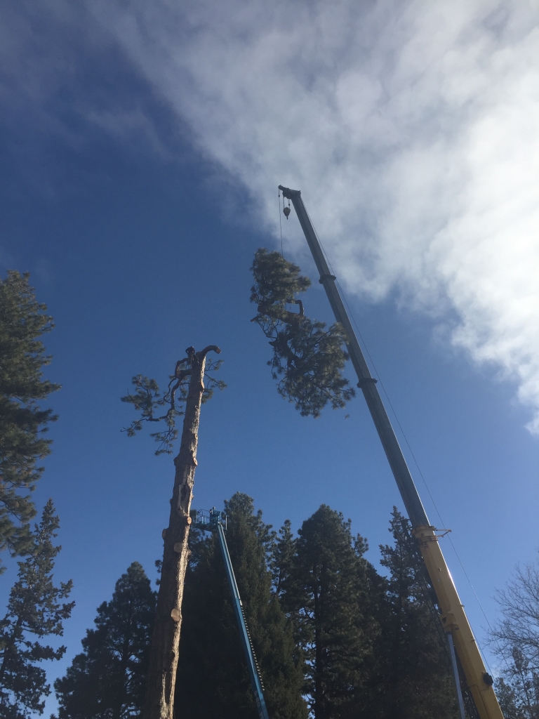 remove pine tree bend oregon