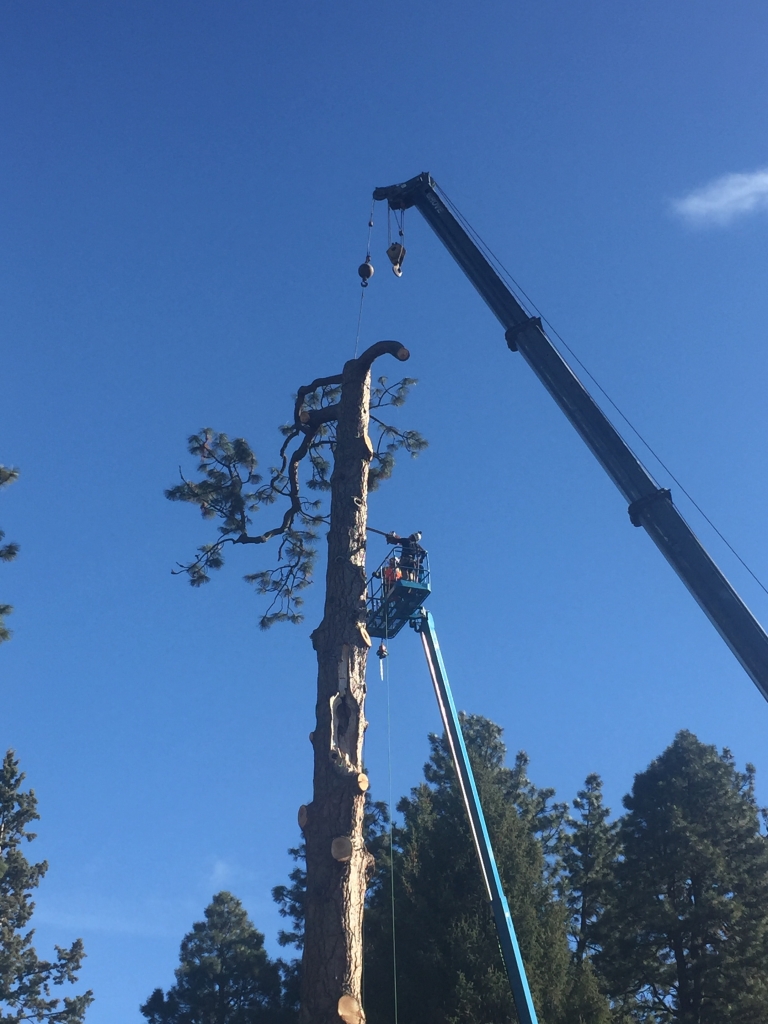 tree removal bend oregon