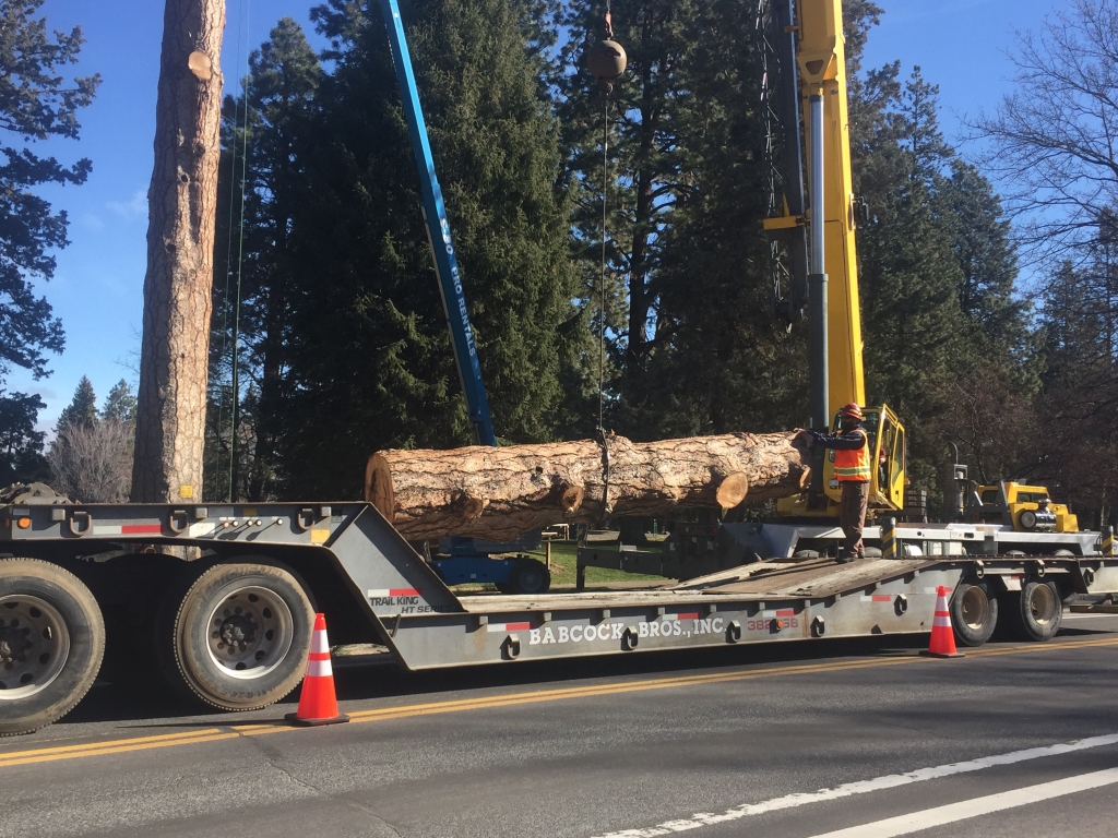 large pine log