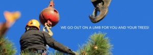 tree removal bend oregon
