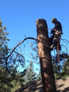 tree removal bend oregon