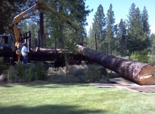 Pine Tree Removal Bend Oregon