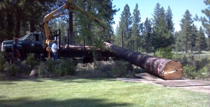 Pine Tree Removal Bend Oregon