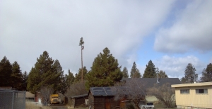 Tree Trimming Bend Oregon