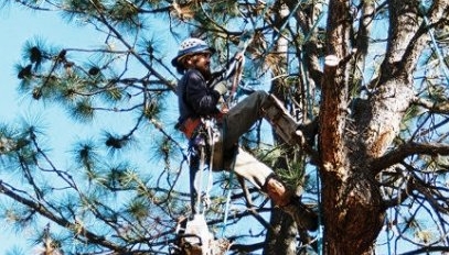 Tree Pruning and Trimming | Bend Oregon | Arbor 1 Tree Service