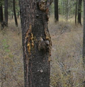 Sequoia Pitch Moth - Arbor 1 Tree Service