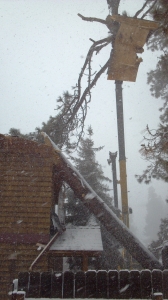 storm damage from early snowfall