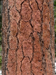 Ponderosa Pine Bark