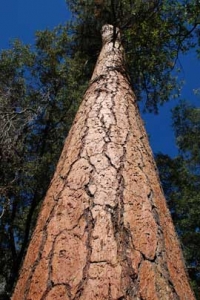Ponderosa Pine Tree