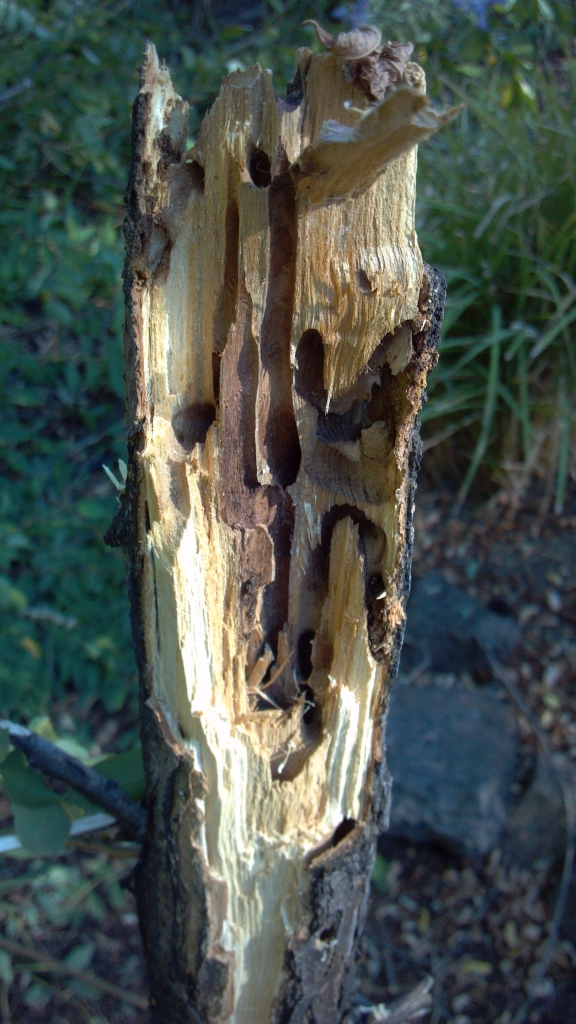 Black locust borer damage
