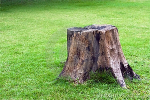 stump in lawn
