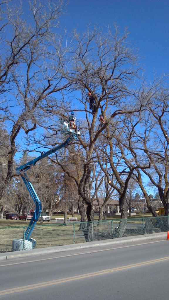 tree care in Bend Parks