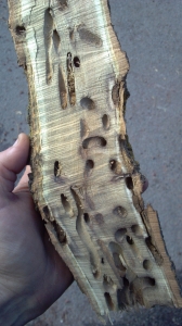 tree damage central oregon pests