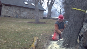 tree removal bend oregon
