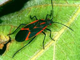 box elder bug | Arbor 1 Tree Service