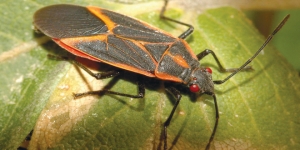 boxelder bugs central oregon