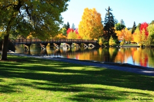 Central Oregon Trees