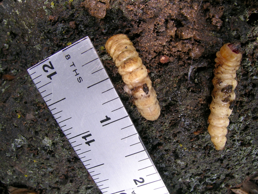 central oregon tree pest larvae