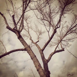 tree pruning - box elder