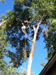 removal of elm trees bend oregon