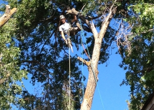 removal of elm trees bend oregon