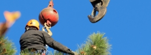 tree removal bend oregon