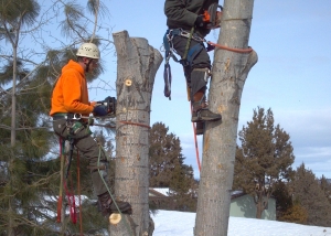 winter tree removal central Oregon