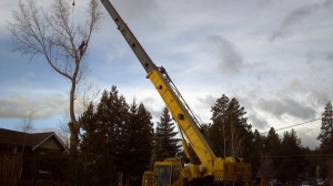 tree removal with crane in Bend, Oregon