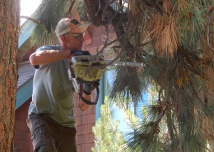 pine tree pruning bend
