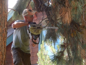 pine tree pruning bend