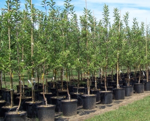 Selecting good trees in Bend Oregon
