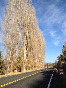 terrebonne tree removal