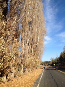 terrebonne arborist
