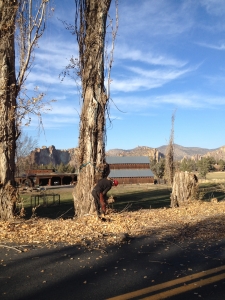 Redmond Oregon trees