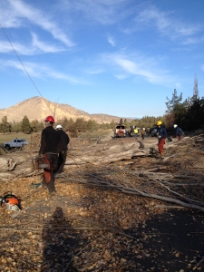 tree removal terrebonne oregon