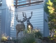 Deer Central Oregon