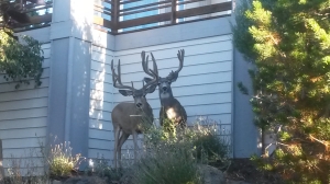 Deer Central Oregon