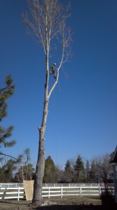 remove a tree