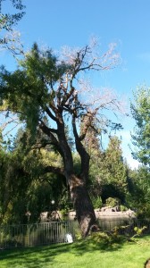 willow bend oregon