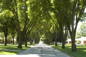 street trees