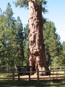 ponderosa pine tree