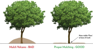 mulching trees bend oregon