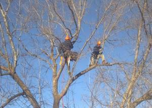 winter tree pruning bend oregon