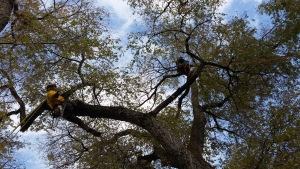 going out on a limb for tree trimming
