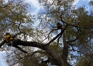 going out on a limb for tree trimming