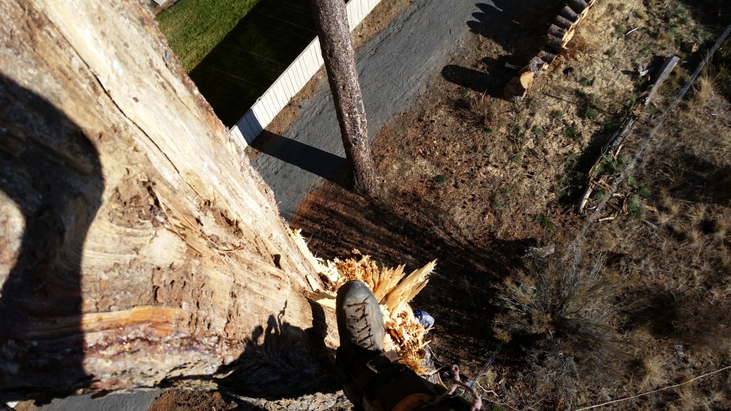 wind damage tree work