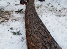 pine tree removal in winter
